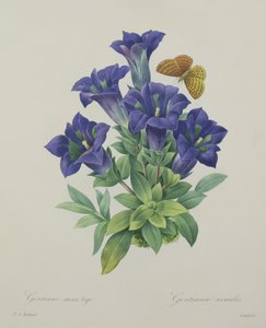 Gentiana acaulis (Trompeten-Enzian), graviert von Langlois, aus 